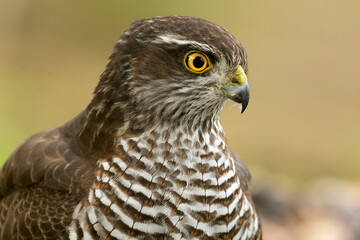 Adult female Eurasian sparrow hawk at a water point within a Mediterranean pine and oak forest on a cloudy autumn day