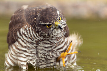 Adult female Eurasian sparrow hawk at a watering hole in a Mediterranean oak and pine forest at the first light of a late autumn day
