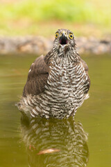 Adult female Eurasian sparrow hawk at a water point within a Mediterranean pine and oak forest on a cloudy autumn day
