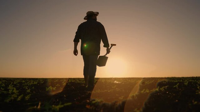Fertile land in ecological region, hard working farmer walking alone in farmland . Silhouette of agronomist or farm worker in large agricultural field, growing corn and cereals crops for food industry