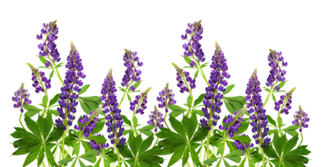 Lupinus polyphyllus purple flowers and green leaves in a floral summer border composition isolated on white or transparent background