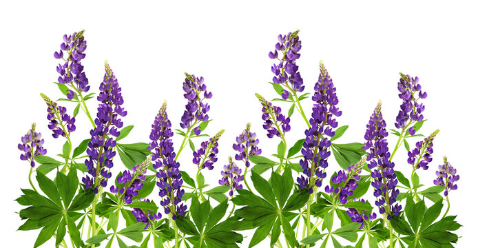 Lupinus polyphyllus purple flowers and green leaves in a floral summer border composition isolated on white or transparent background - Powered by Adobe