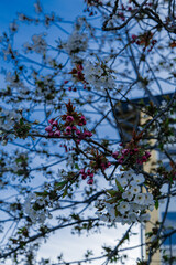 red and white flowers and  blue sky in the sprimg