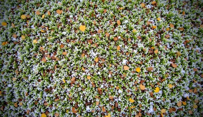 A bright carpet of green moss, colorful leaves and small flowers in a natural setting