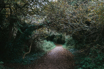 a path through woodland