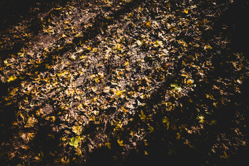 shadows across leaves on the ground in autumn