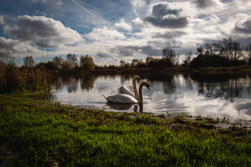 swans on the lake