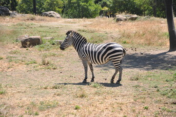 An African zebra is walking
