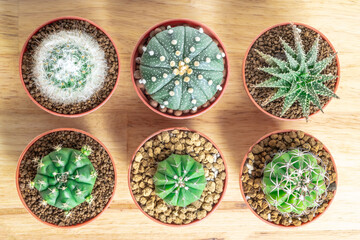 Cactus or succulents in the pot on the wooden office table background