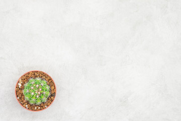 Cactus and notebook on the office table, grey concrete background, flat lay