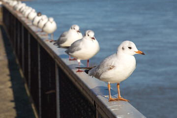 Seagulls on a banister by water