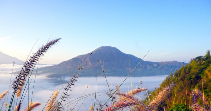 Green grass with flowers and fog in the mountains. Mount Batur landscape view in the morning with bright sunlight from Desa Pinggan or Pinggan Village, Kintamani, Bali - Indonesia.