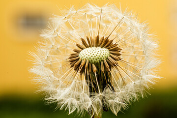 Closeup of dandelion blowball 