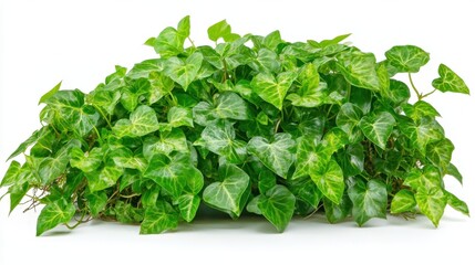 Obraz premium Green Ivy Plant Isolated On White Background.