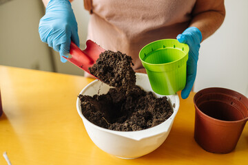 Indoor gardening. Female hands replant herbs. Gardening soil pot