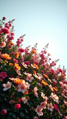 Pink and orange flowers bloom in a garden against a bright blue sky