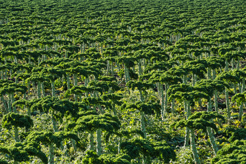 Gr&uuml;nkohl auf dem Feld im Herbst