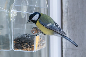 Great tit