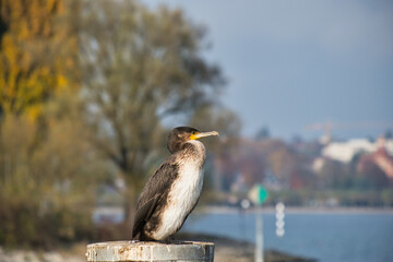 Junger Kormoran mit weisser Brust