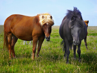 Fototapeta premium two icelandic horses on a meadow