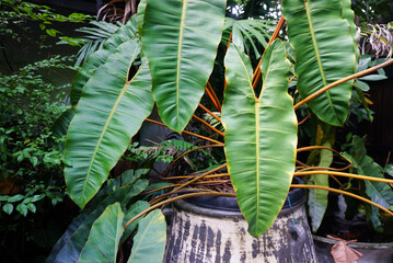 Close up shot of plant name Philodendron billietiae