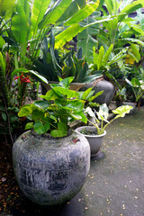 Plant and big vase in garden, Vintage garden style