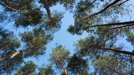 Tall pine trees sway in the wind on a clear day in the forest against the blue sky. The tops of a large pine tree against the sky - Powered by Adobe