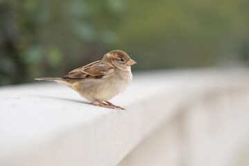 Un oiseau moineau femelle dans un jardin parisien