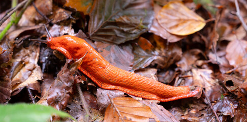 Spanish red slug, orange colored glowing Arion rufus snail on a forest ground in autumn