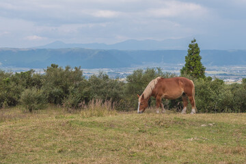 Green grass field with Aso mountain background and horse, Aso, Kumamoto, Kyushu, Japan