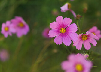 Beautiful flowers Cosmos on a natural background 2