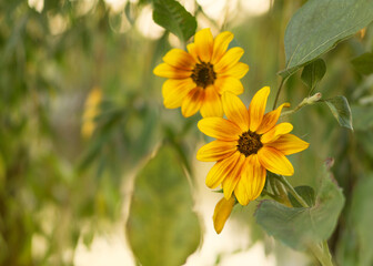 Sunflower close up sunny day 2