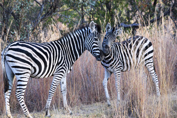 Zebra kiss © William