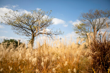 한구의 유명한 관광 명소인 제주도의 아름다운 가을 풍경입니다.