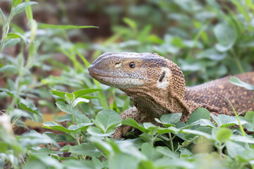 Legavaan in the undergrowth