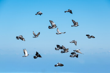 Pigeons in the blue sky