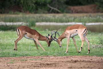 Rutting impala rams lock horns