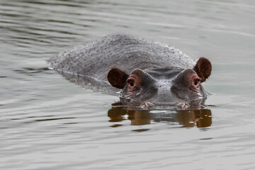 Fototapeta premium Hippo observation