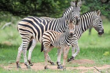 Stripey family head off for the evening