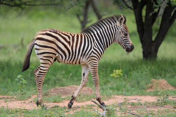 Zebra foal in the summer