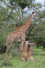 Giraffe mother with her twins