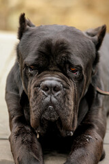 Cane corso keep watch