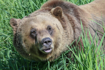 Fototapeta premium Woohoo