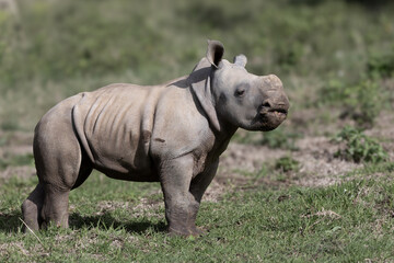 Fototapeta premium Rhino calf explores the world