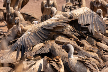 Scavengers piling on