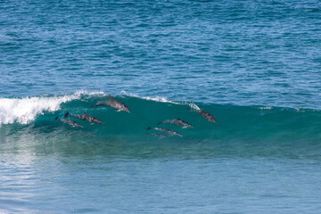 Fototapeta premium Dolphins in the wave - Mozambique