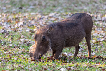 Graze amongst the leaves