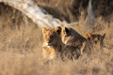 Young lions enjoying the morning sun