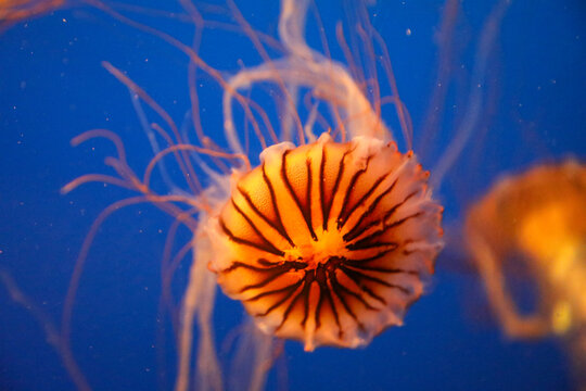 Golden jellyfish at the acquarium