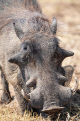 Warts and All - old warthog - Chobe